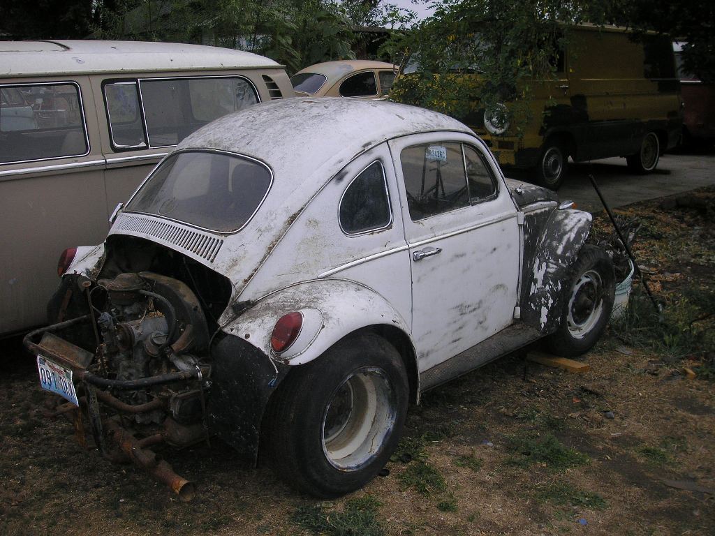 Beetles 004.JPG