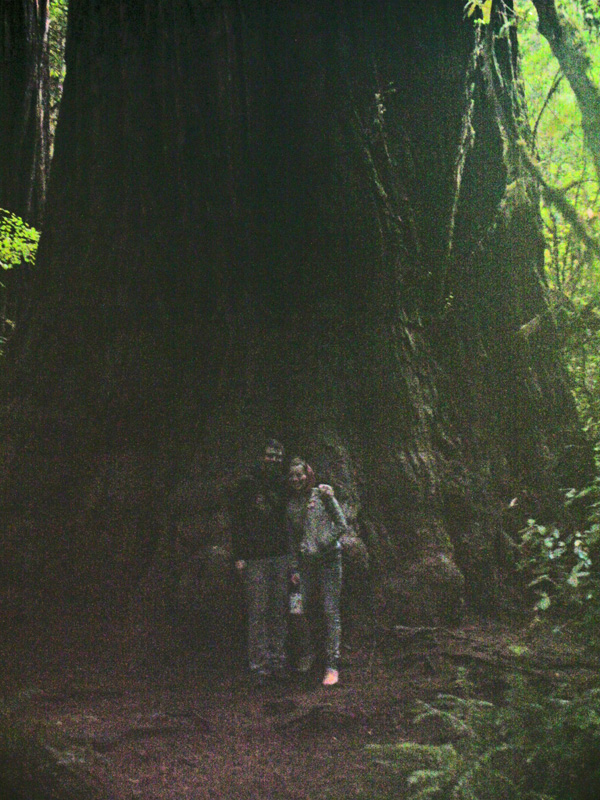 huge tree 2.jpg